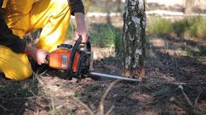 How Our Tree Care Process Works  in  Cibolo, TX