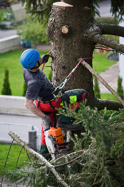 Best Tree Risk Assessment  in Cibolo, TX